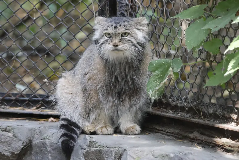 A photograph of Lastochka in Novosibirsk Zoo