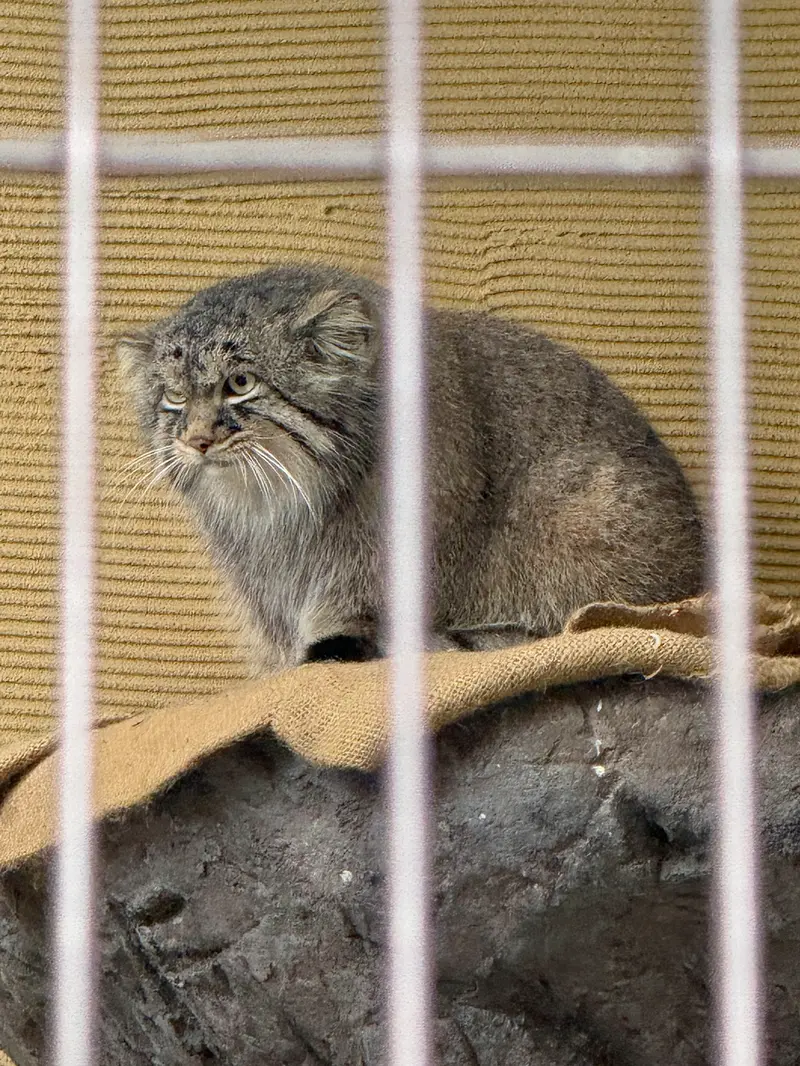 A photograph of Hide in Asahiyama Zoo