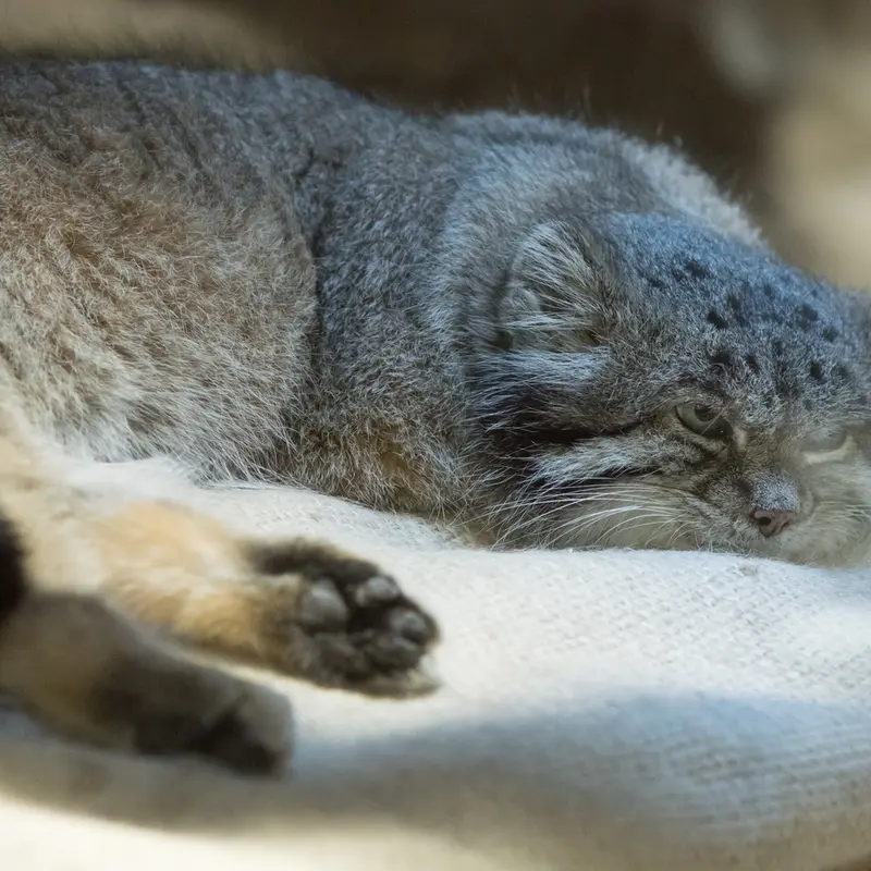 A photograph of Klyon in Ueno Zoological Gardens