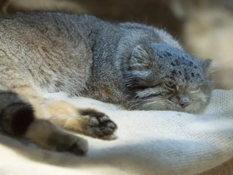 A photograph of Klyon in Ueno Zoological Gardens