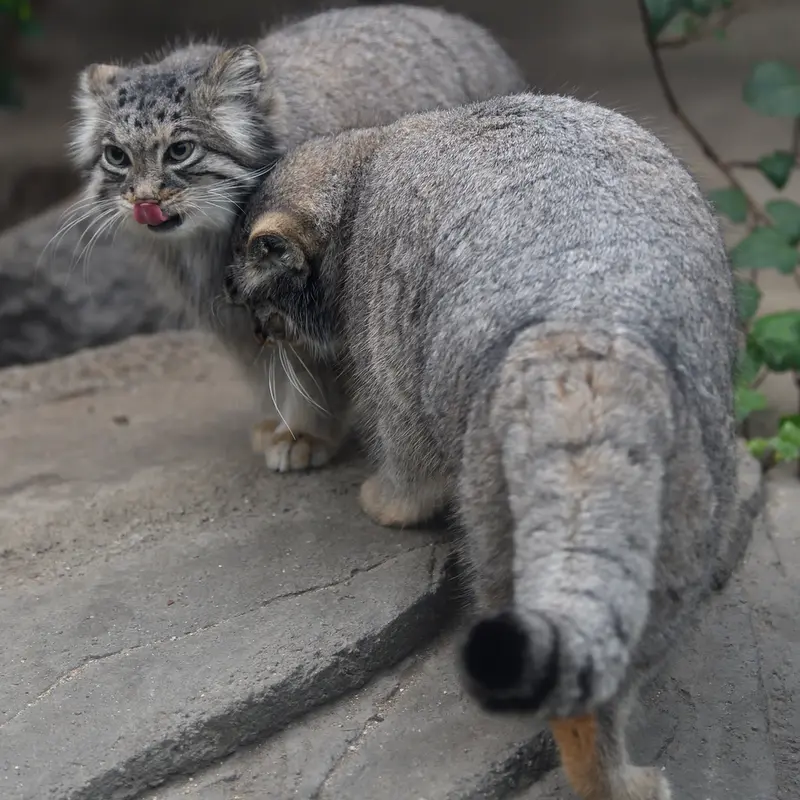 A photograph of Az in Kobe Animal Kingdom