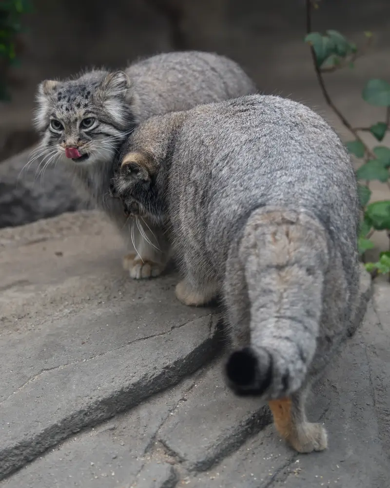 A photograph of Az in Kobe Animal Kingdom