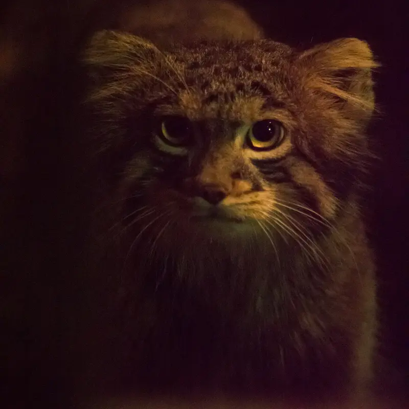 A photograph of Figa in Nogeyama Zoo