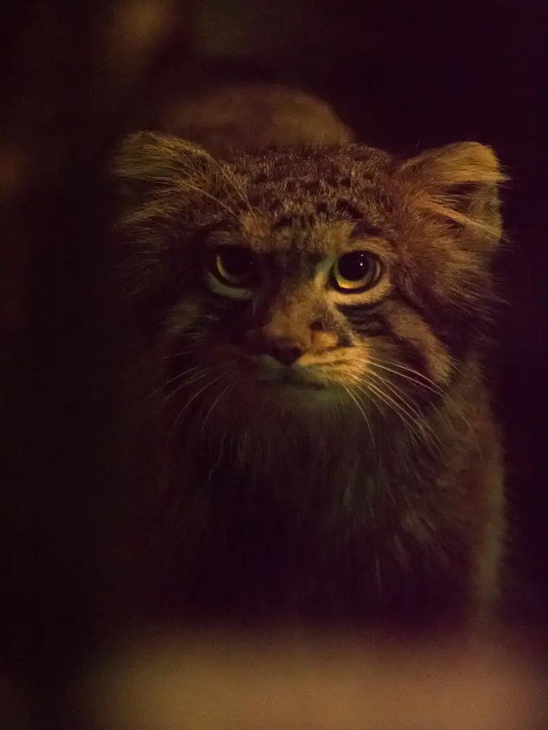 A photograph of Figa in Nogeyama Zoo