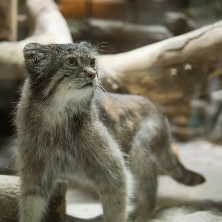 A photograph of Klyon in Ueno Zoological Gardens