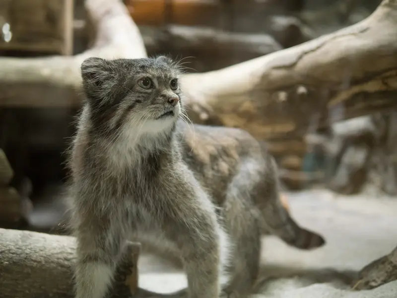 A photograph of Klyon in Ueno Zoological Gardens