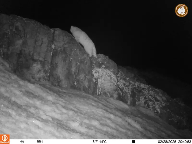 A photograph of Otocolobus manul manul from Aktas-Kunkora camera trap