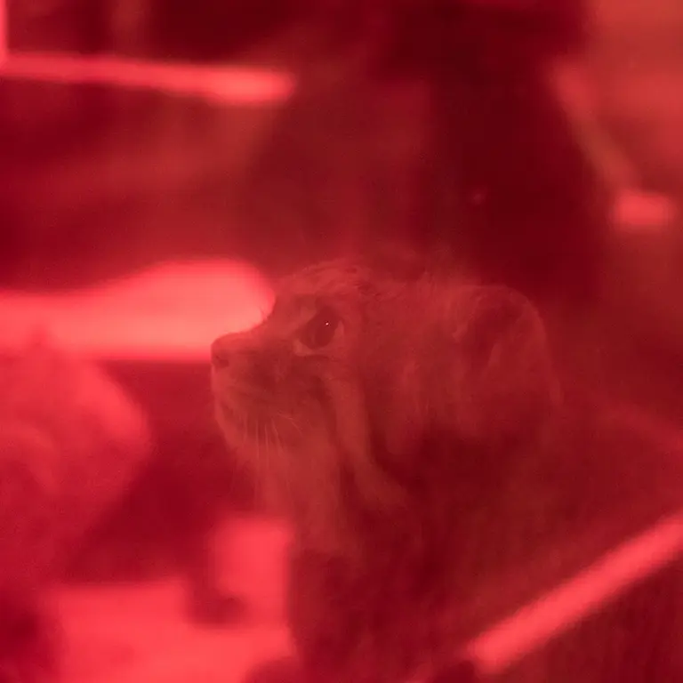 A photograph of Naim in Ueno Zoological Gardens
