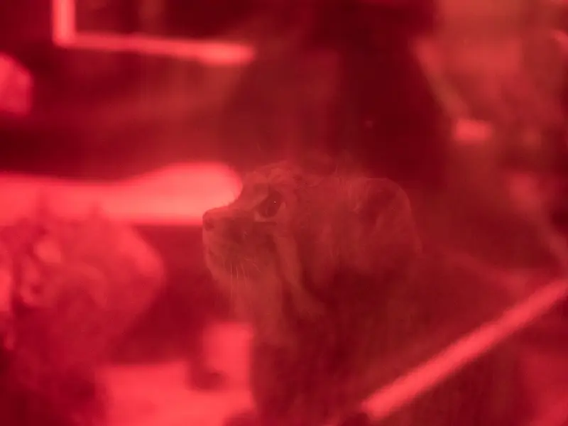 A photograph of Naim in Ueno Zoological Gardens