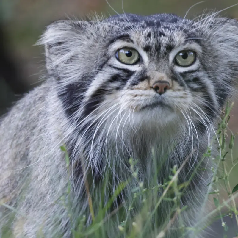 A photograph of a Pallas's cat
