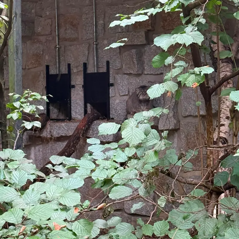 A photograph of Tuya in Chemnitz Zoo