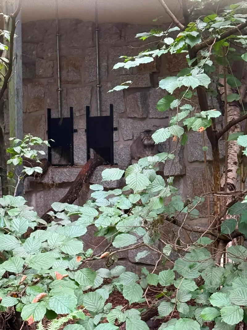 A photograph of Tuya in Chemnitz Zoo
