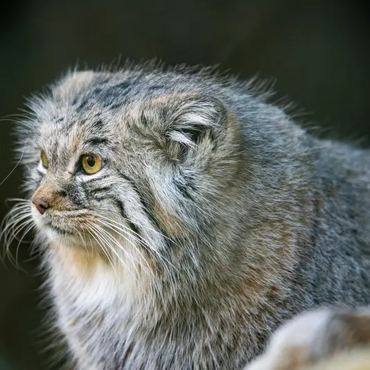 A photograph of Pluschi in Hellabrunn zoo