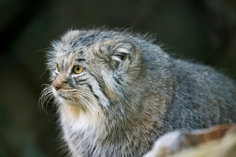 A photograph of Pluschi in Hellabrunn zoo