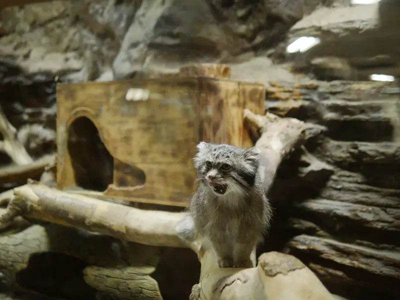 A photograph of Klyon in Ueno Zoological Gardens