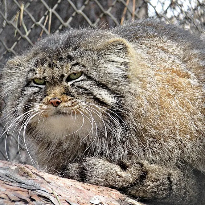 A photograph of Zelenogorsk in Novosibirsk Zoo