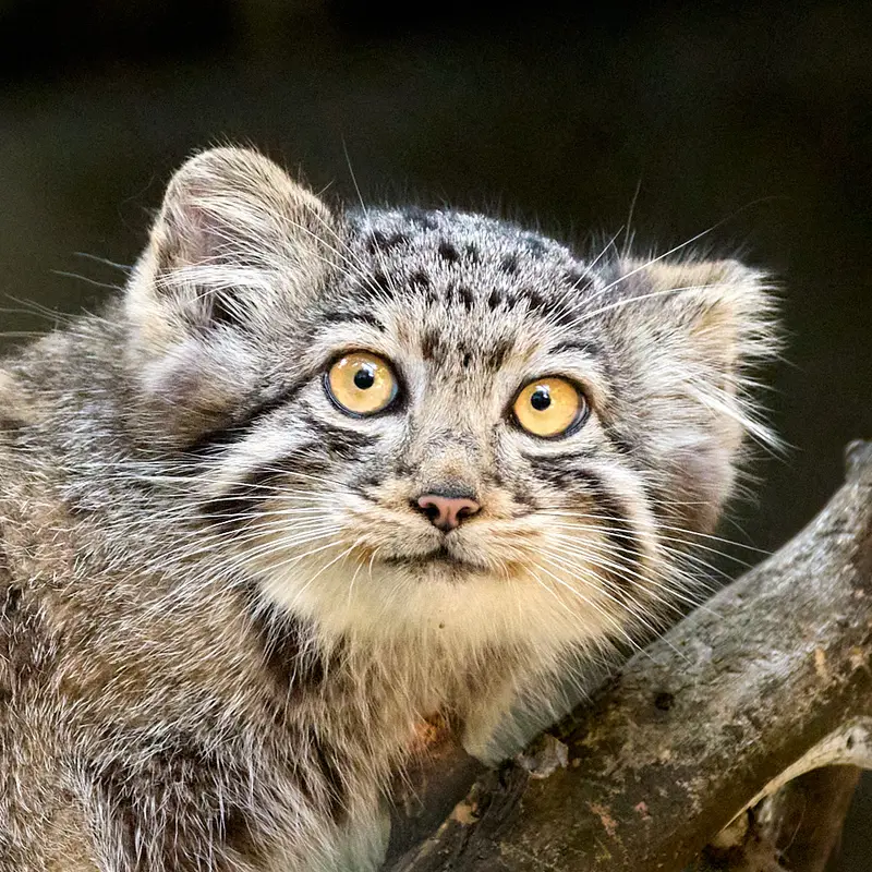 Kitten of Eve b.2026 Ⅰ the Pallas's cat from Novosibirsk Zoo
