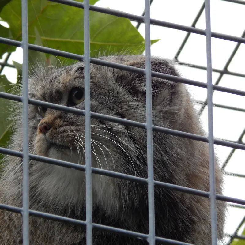 A photograph of Aldan in Zie-Zoo