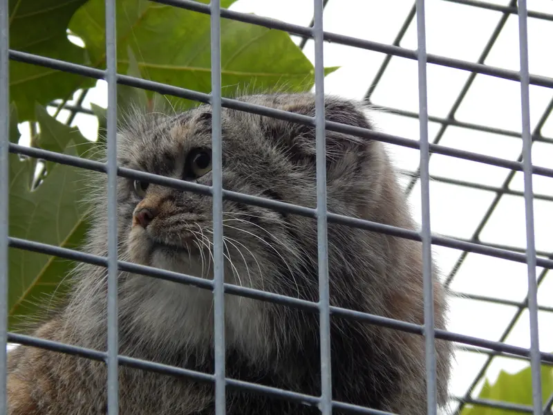 A photograph of Aldan in Zie-Zoo