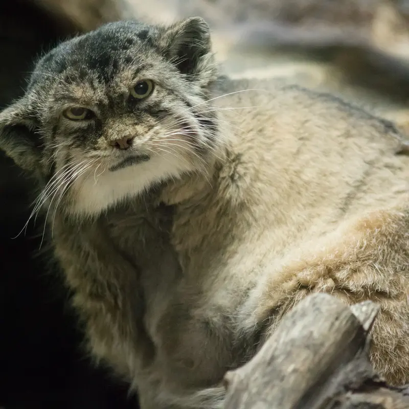 A photograph of Primula in Ueno Zoological Gardens