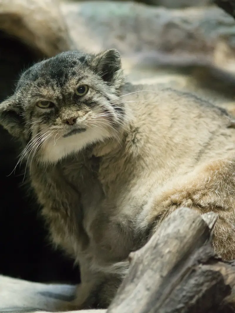 A photograph of Primula in Ueno Zoological Gardens