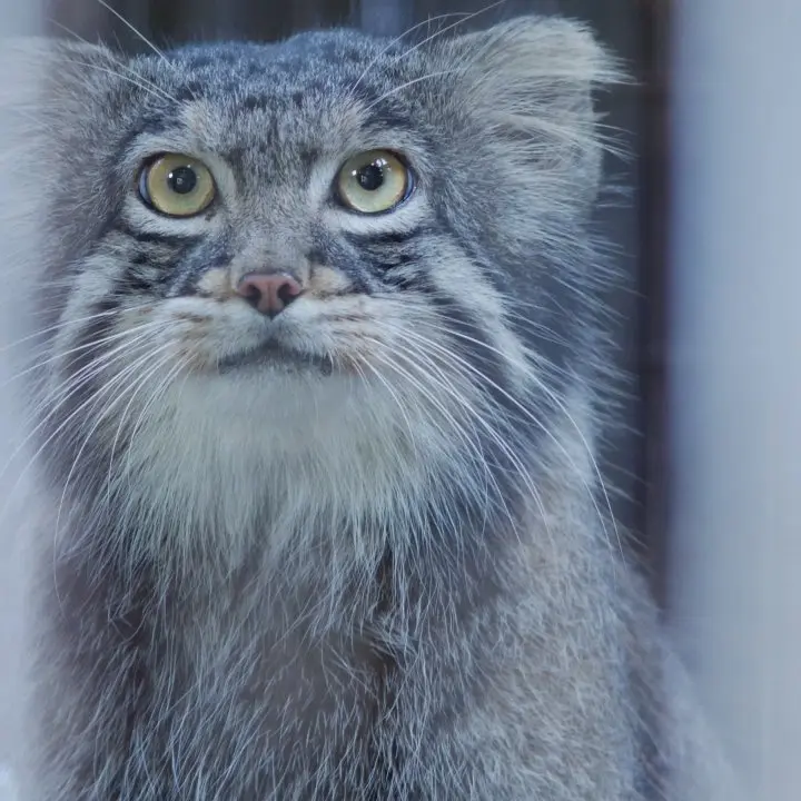 A photograph of a Pallas's cat in Nogeyama Zoo