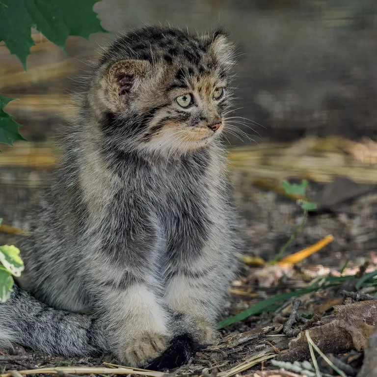 A photograph of a Pallas's cat in Brno Zoo