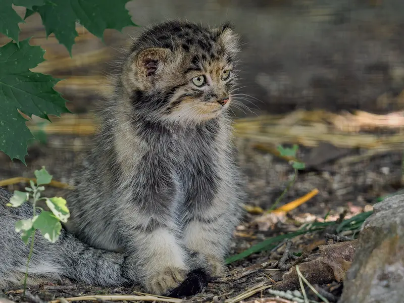 A photograph of a Pallas's cat in Brno Zoo