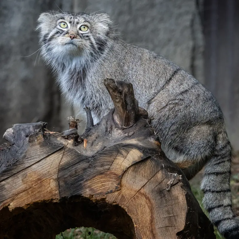 A photograph of Timofey in Moscow zoo