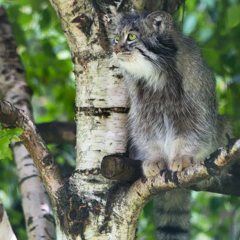 A photograph of Juran in Tierpark Berlin