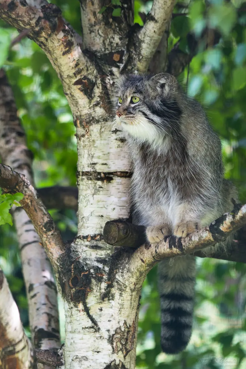 A photograph of Juran in Tierpark Berlin