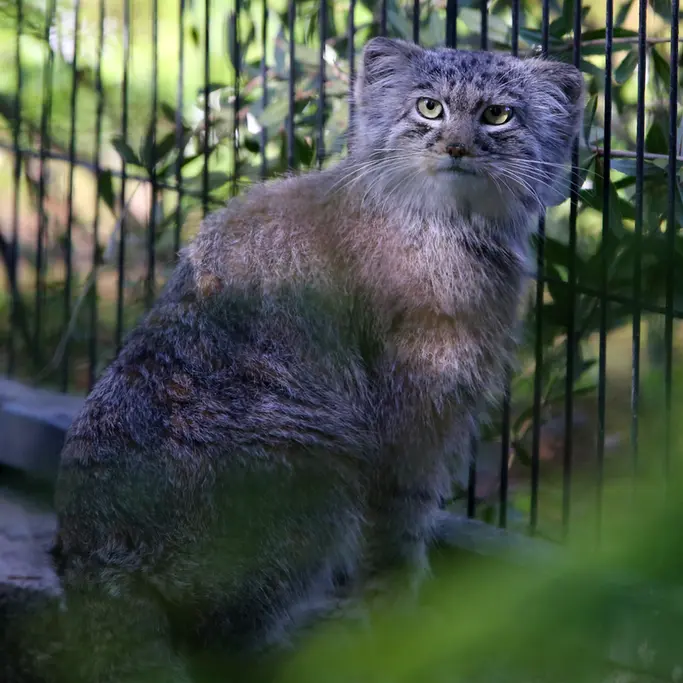 A photograph of Tsas in Kraków Zoo