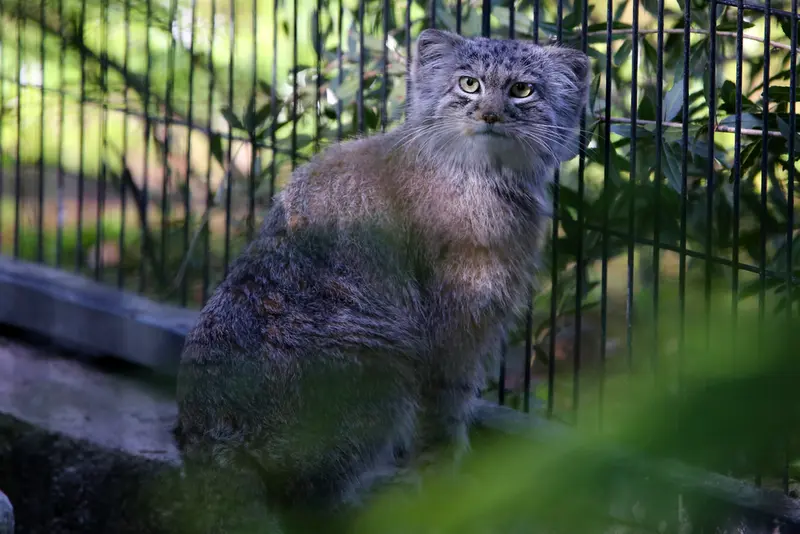 A photograph of Tsas in Kraków Zoo