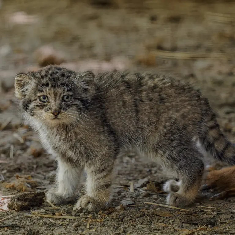 A photograph of a Pallas's cat in Brno Zoo
