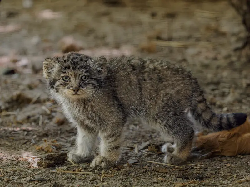 A photograph of a Pallas's cat in Brno Zoo