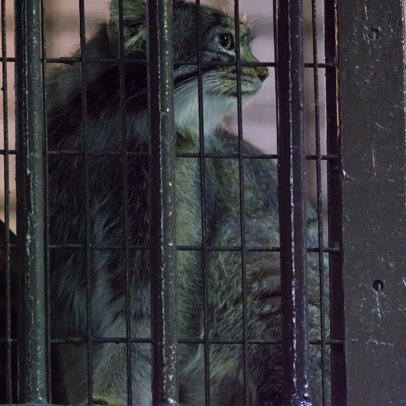 A photograph of Figa in Nogeyama Zoo