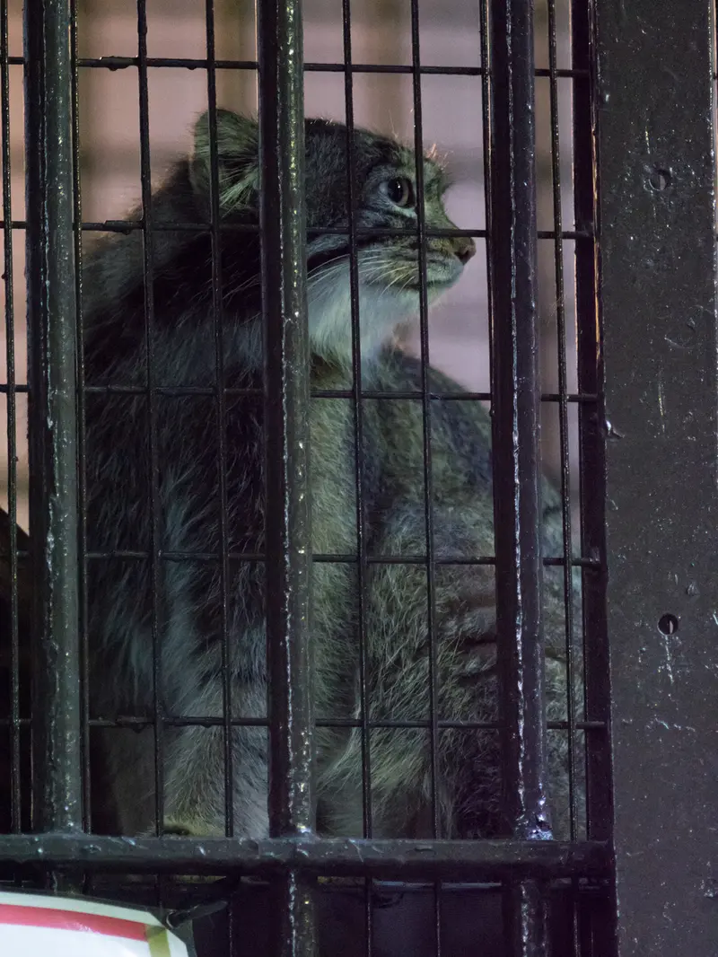 A photograph of Figa in Nogeyama Zoo