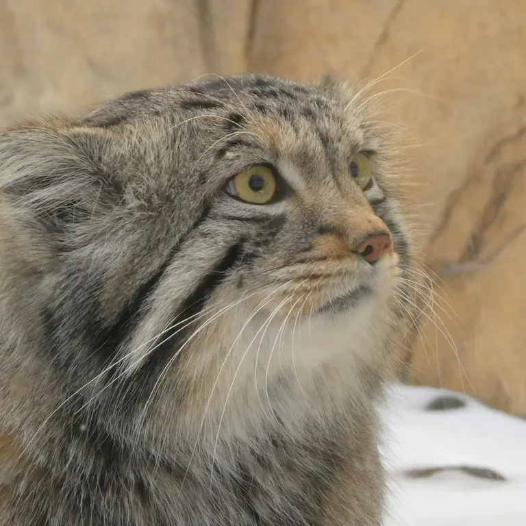 A photograph of Nagomu in Nasu Animal Kingdom