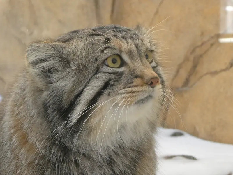 A photograph of Nagomu in Nasu Animal Kingdom