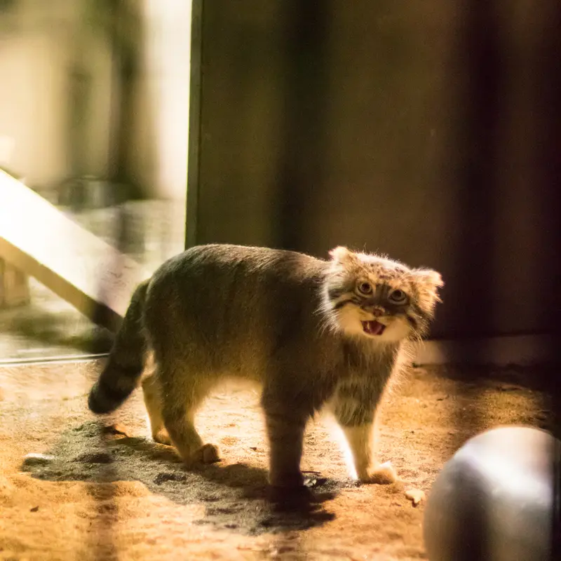 A photograph of Figa in Nogeyama Zoo