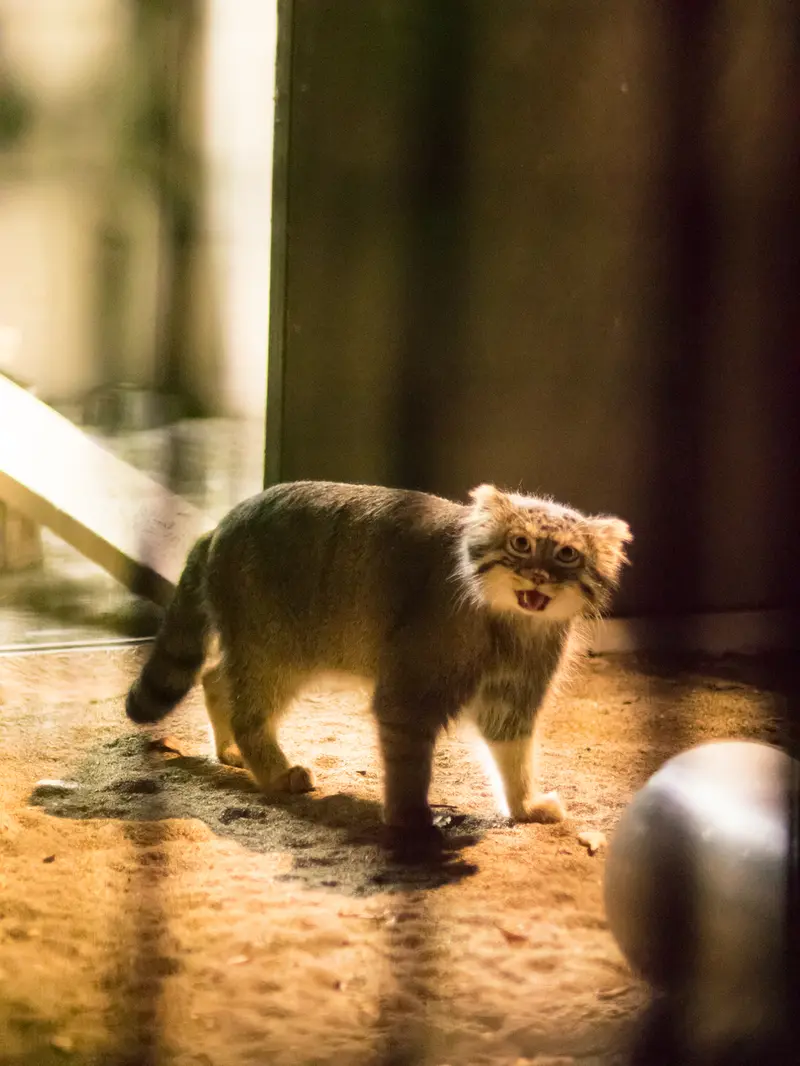A photograph of Figa in Nogeyama Zoo