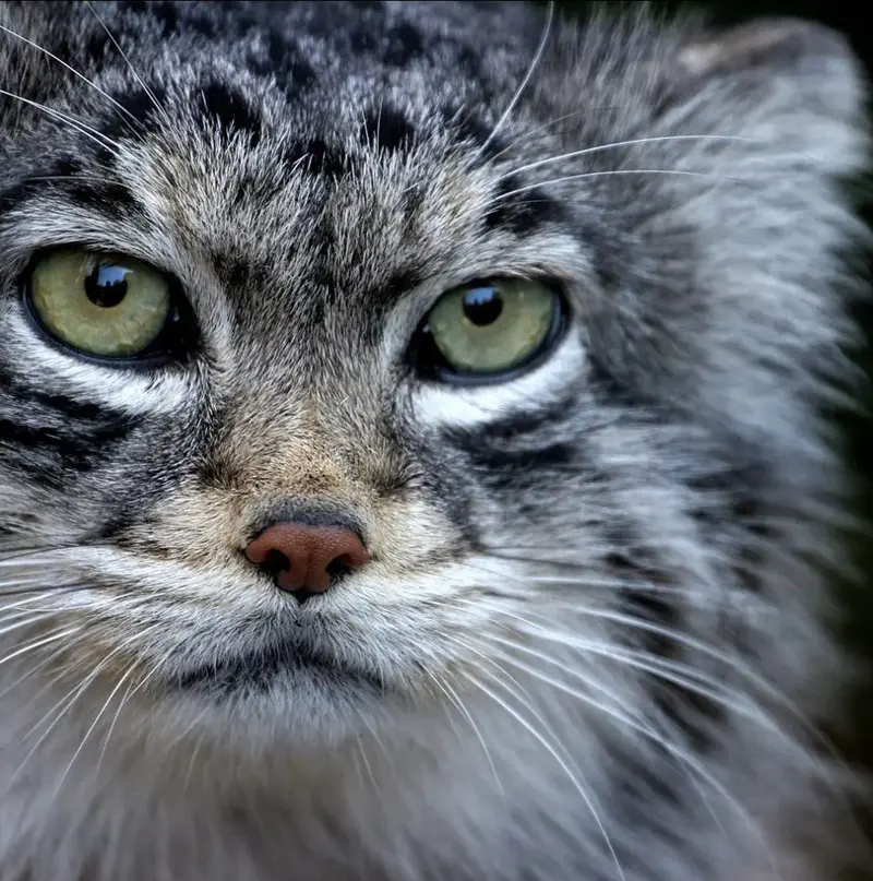 A photograph of a Pallas's cat