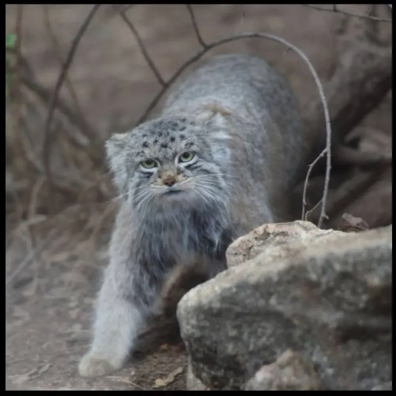 A photograph of Bo in Cheyenne Mountain Zoo