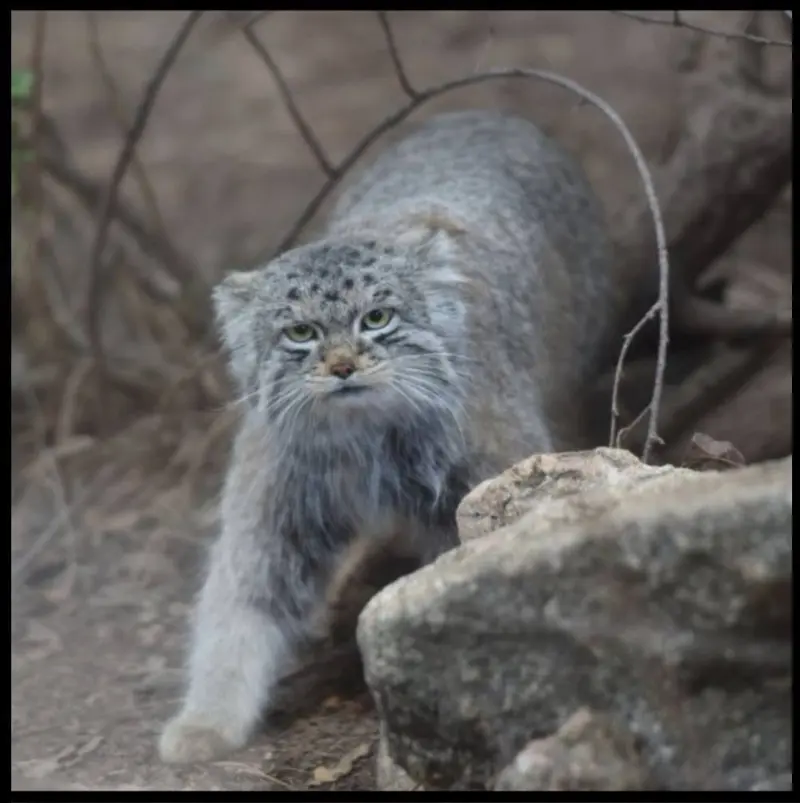 A photograph of Bo in Cheyenne Mountain Zoo