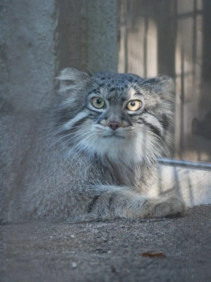A photograph of Figa in Nogeyama Zoo