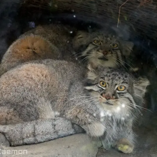 A photograph of Oto and Mei in Kobe Animal Kingdom