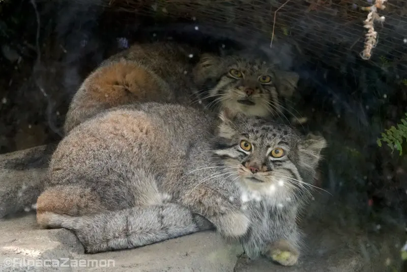 A photograph of Oto and Mei in Kobe Animal Kingdom