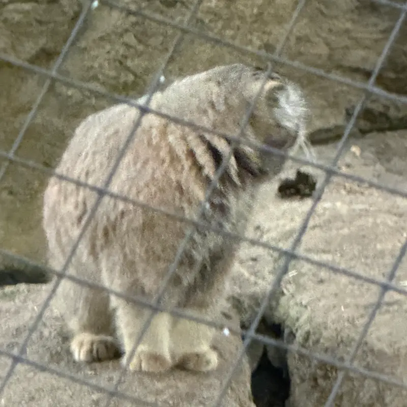 A photograph of Mushu in Cincinnati Zoo