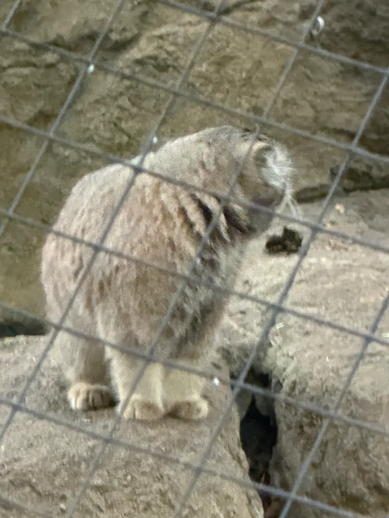 A photograph of Mushu in Cincinnati Zoo