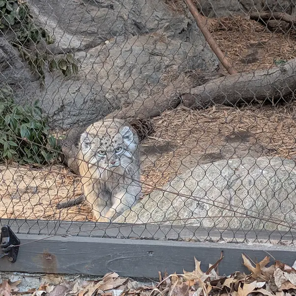 A photograph of Batu in Prospect Park Zoo